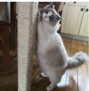 Corda para Arranhador de Gato | MeowCord